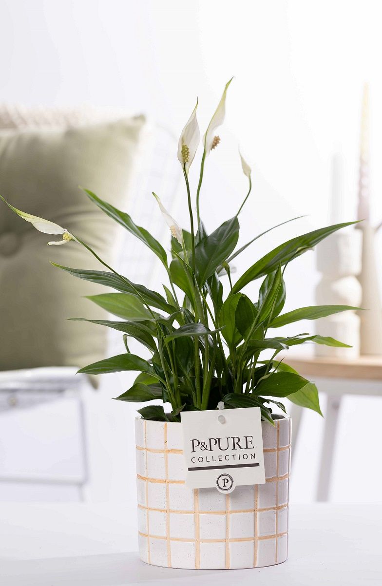 Spathiphyllum Korto in P&PURE Tirza ceramics, D 12