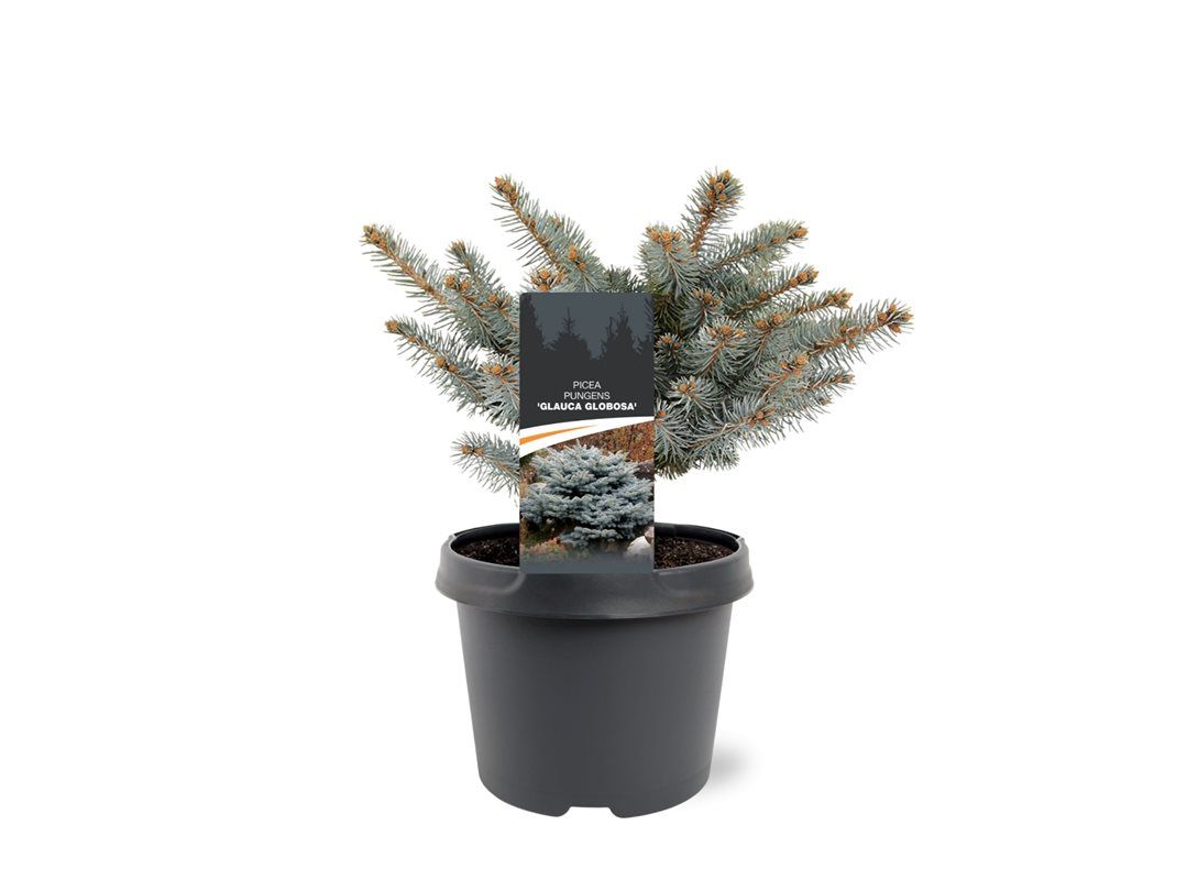 Picea pungens 'Glauca Globosa', D 19 cm