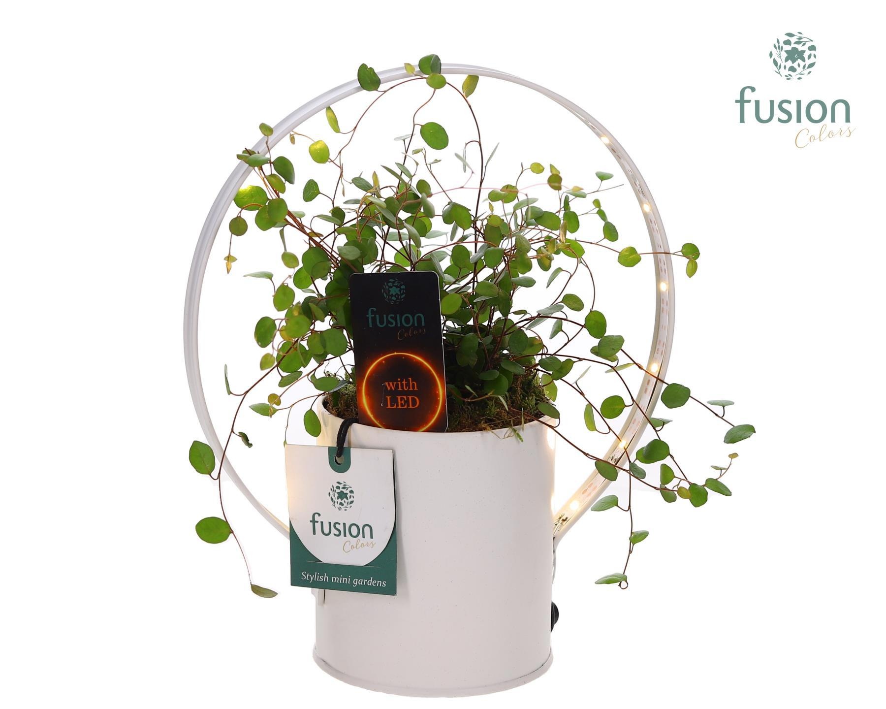 Planter zink met verlichting met Muehlenbeckia, D 20 cm Planter zink met verlichting met Muehlenbeckia, D 20 cm