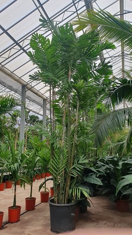 Pthychosperma macarthurii, D 70