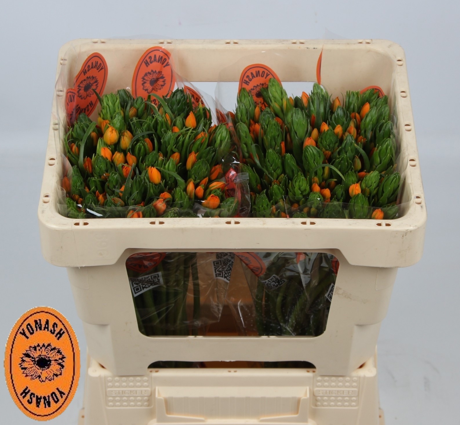 Орнитогалум Саншайн 45 (оранж.), шт.