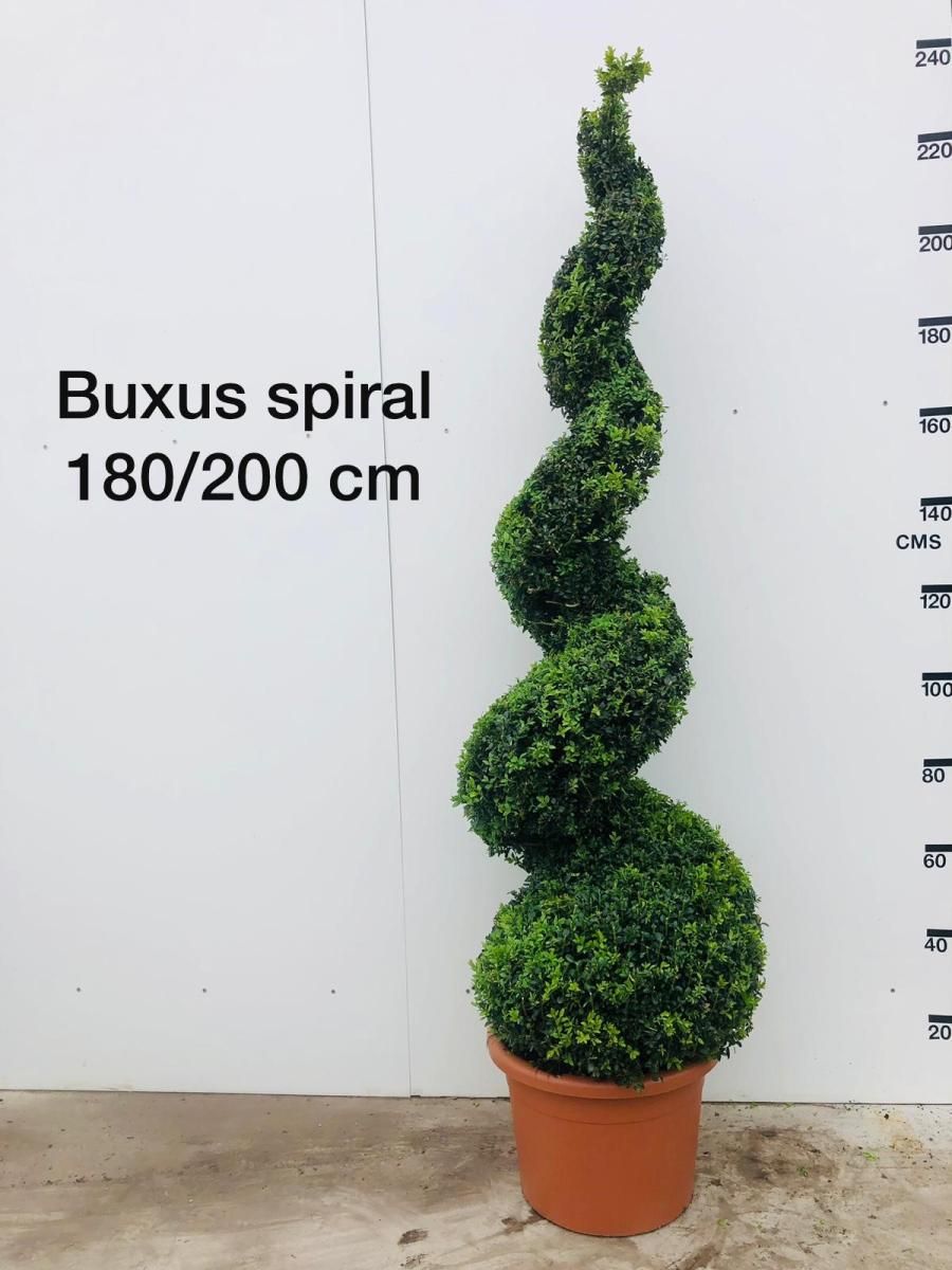 Buxus sempervirens, spiraal, D 51