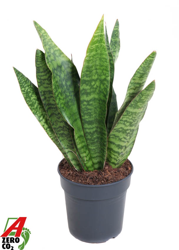 Sansevieria Jamaiquina P19, D 19 cm Sansevieria Jamaiquina P19, D 19 cm