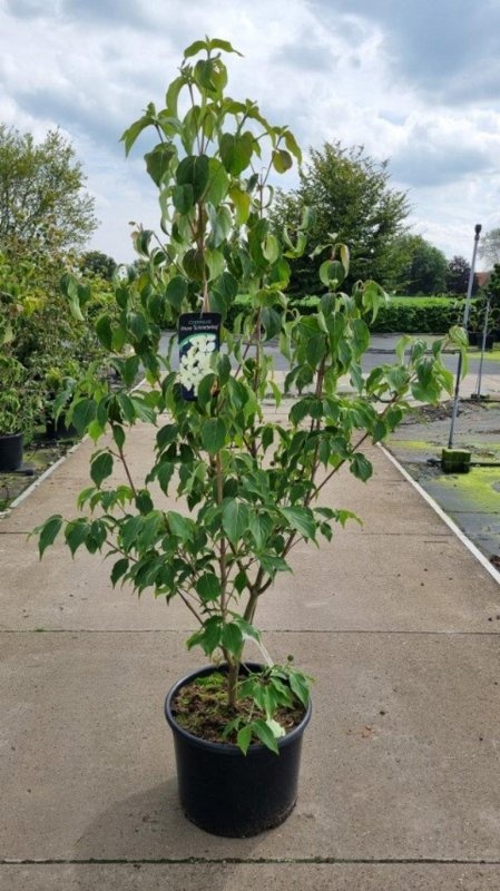 Cornus k. 'Schmetterling', D 50