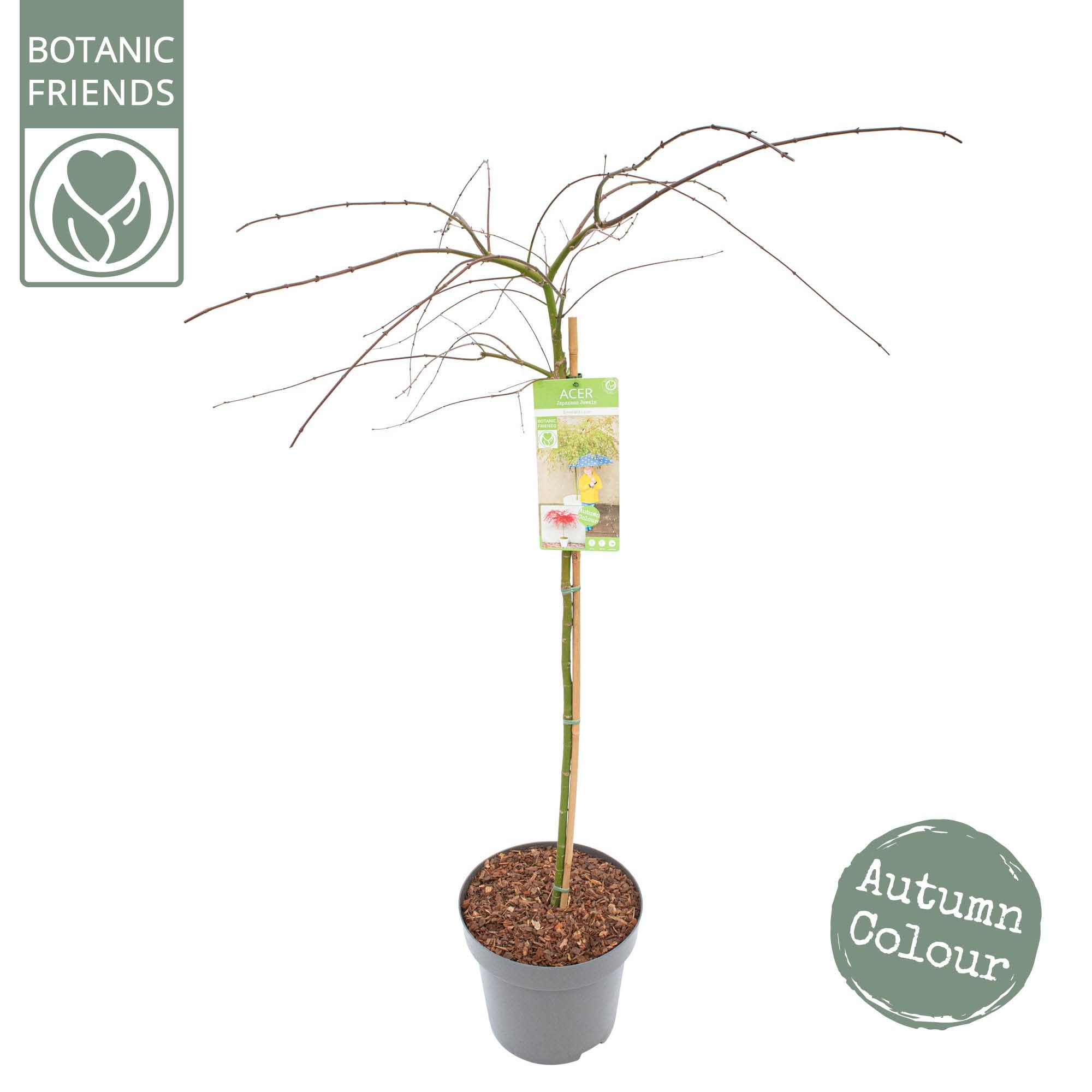 Acer palm. 'Emerald Lace' C14 halfstam, D 30