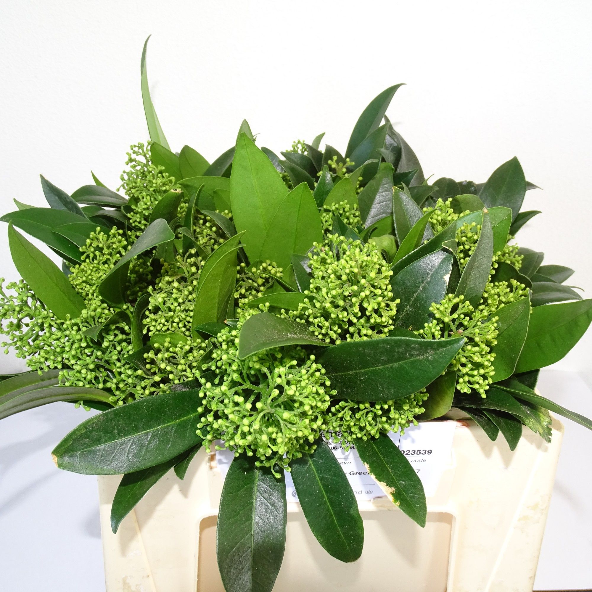 Скимия Кью Грин за пучок 30, пуч.