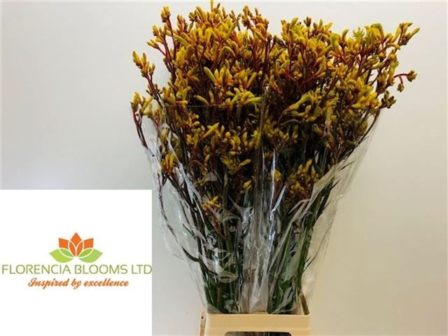 Анигозантус Голд Фивер 90, шт.