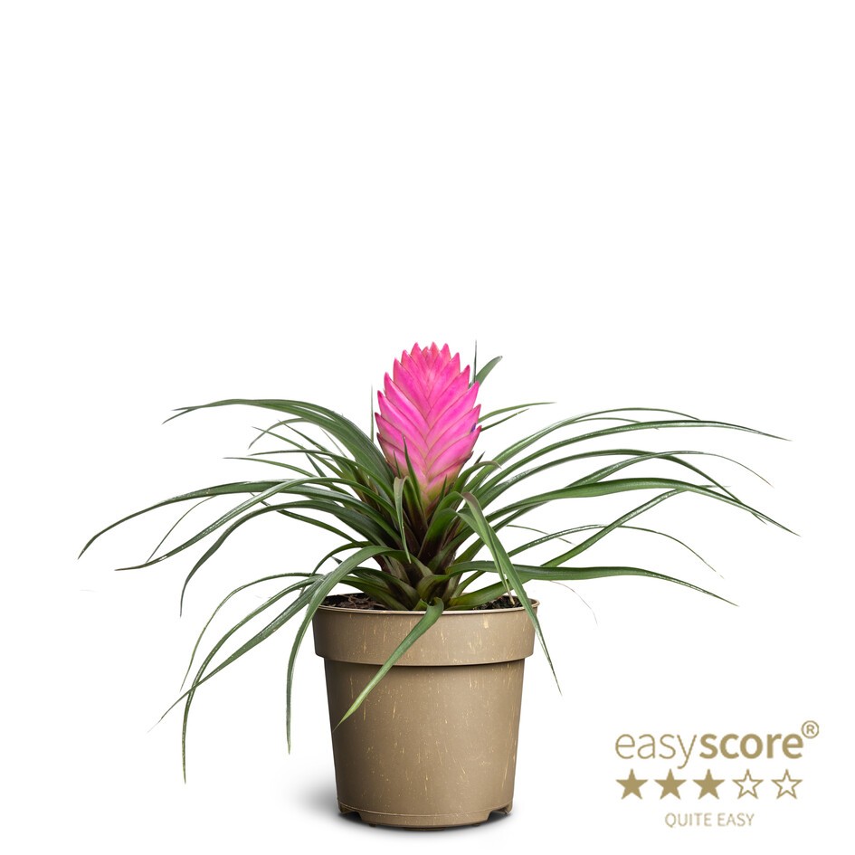 TILLANDSIA CYANEA 'VINCENT', D 11