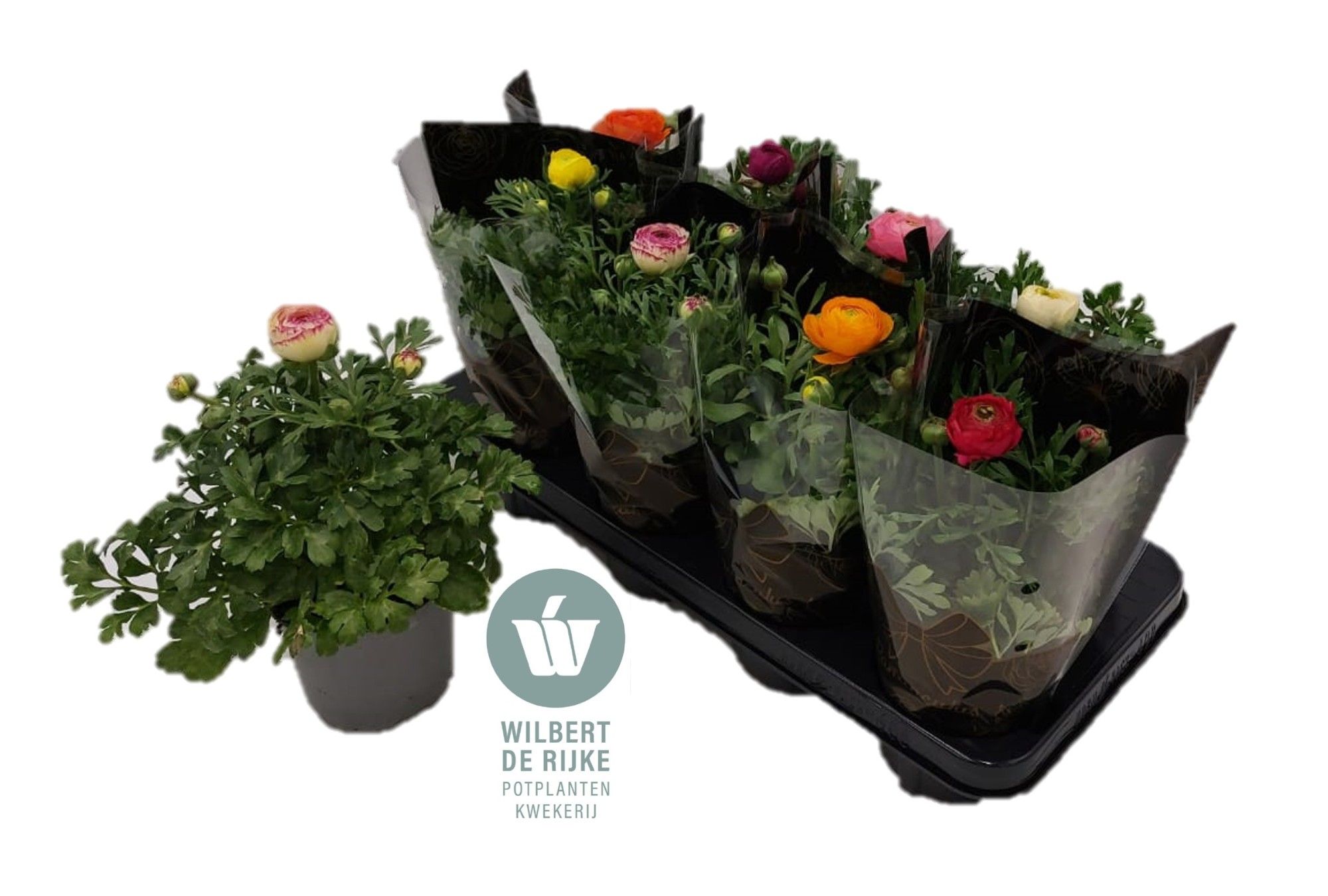 Ranunculus Mixtray met hoes (Ranonkel), D 12