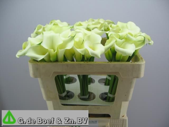 Калла Овериг 50, шт.