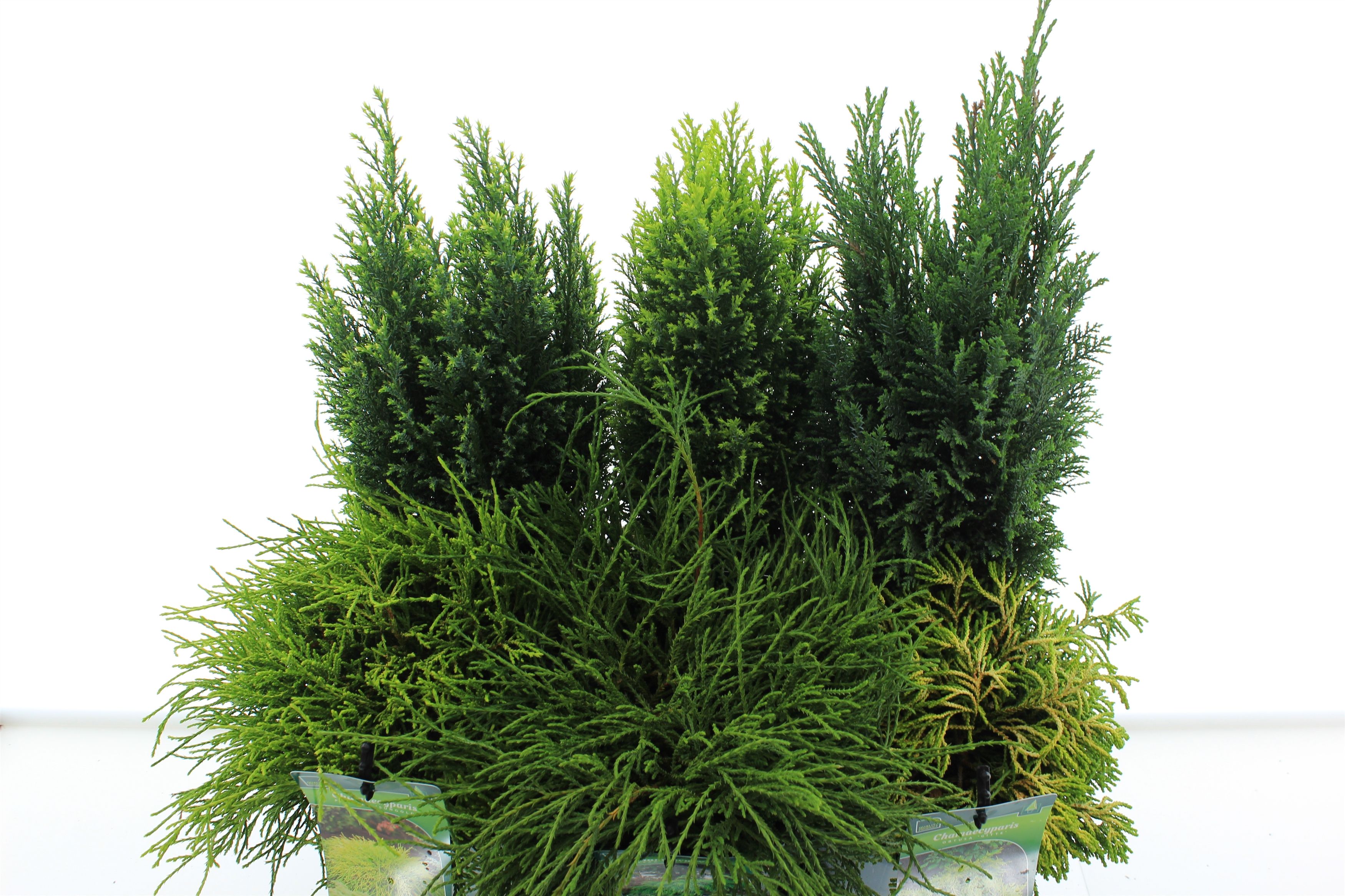 Chamaecyparis mix, D 17