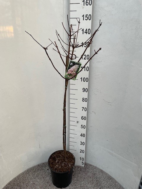 Hydrangea pan. Angel's Blush 100 stam P28 C10, D 28