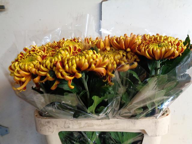 Хризантема од. Фуэго 80, шт.