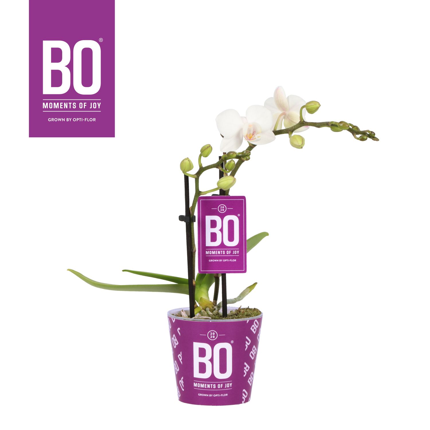 Sweety P7 BO White 2 spike, D 7