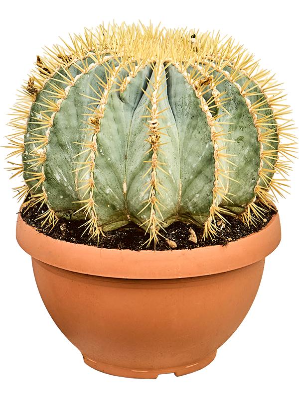 Ferocactus glaucescens, D 30 cm
