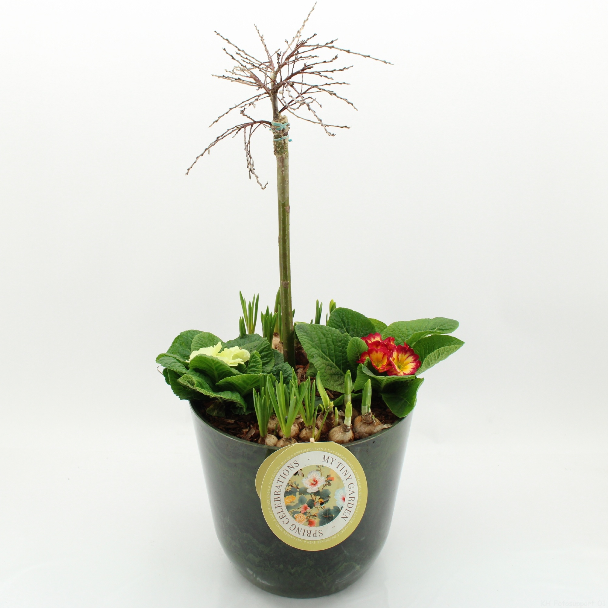 MTG-SA-06 My Tiny Garden Salix, D 30 cm