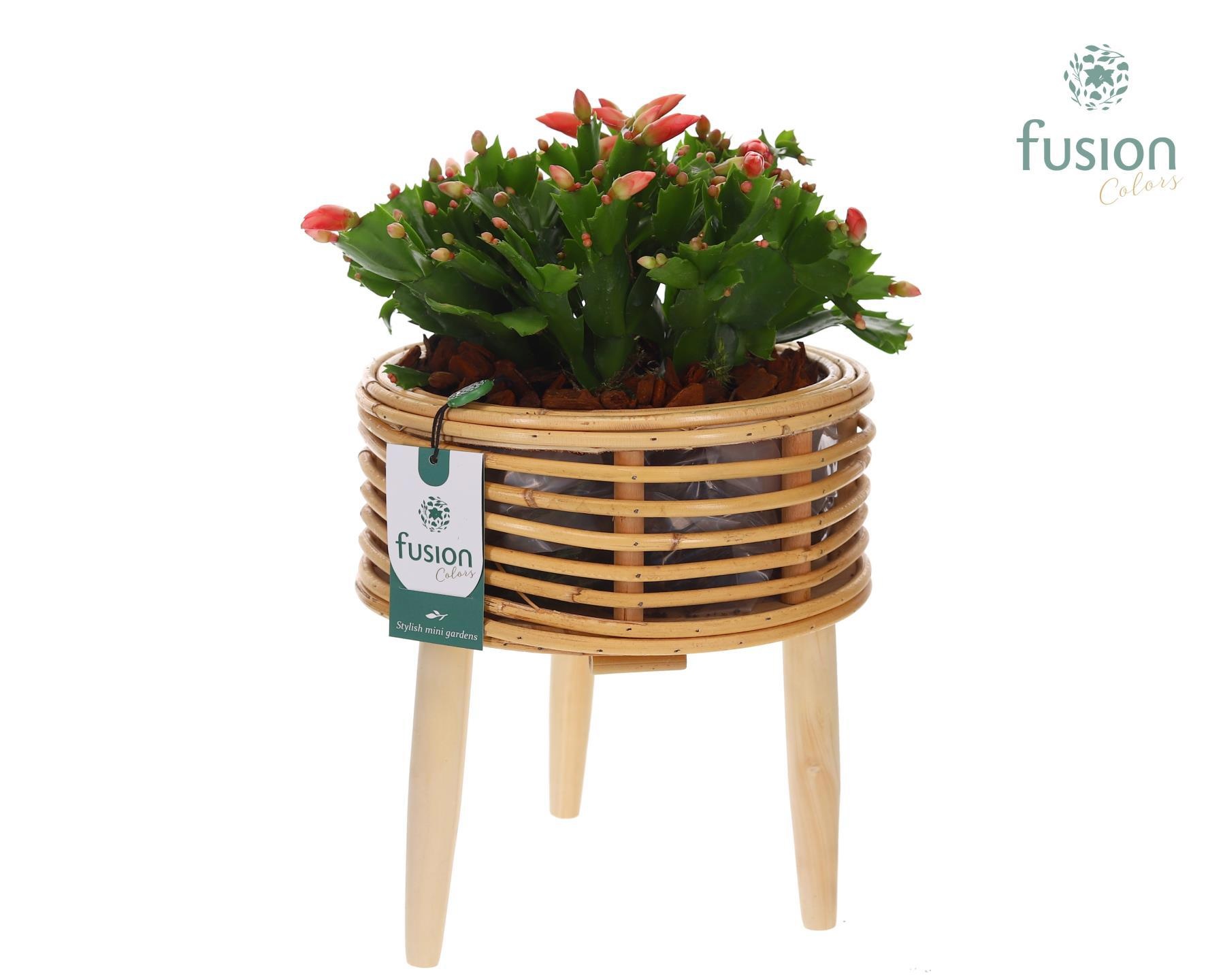 Mand rattan spiraal Hori naturel op poten met Schlumbergera, D 23 cm Mand rattan spiraal Hori naturel op poten met Schlumbergera, D 23 cm