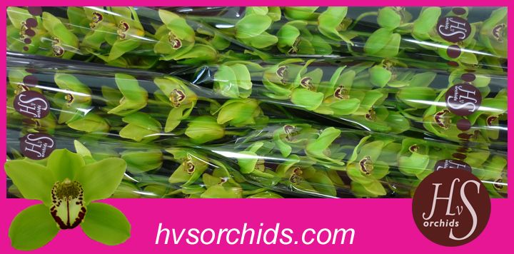 Цимбидиум Бониони x6 80, шт.