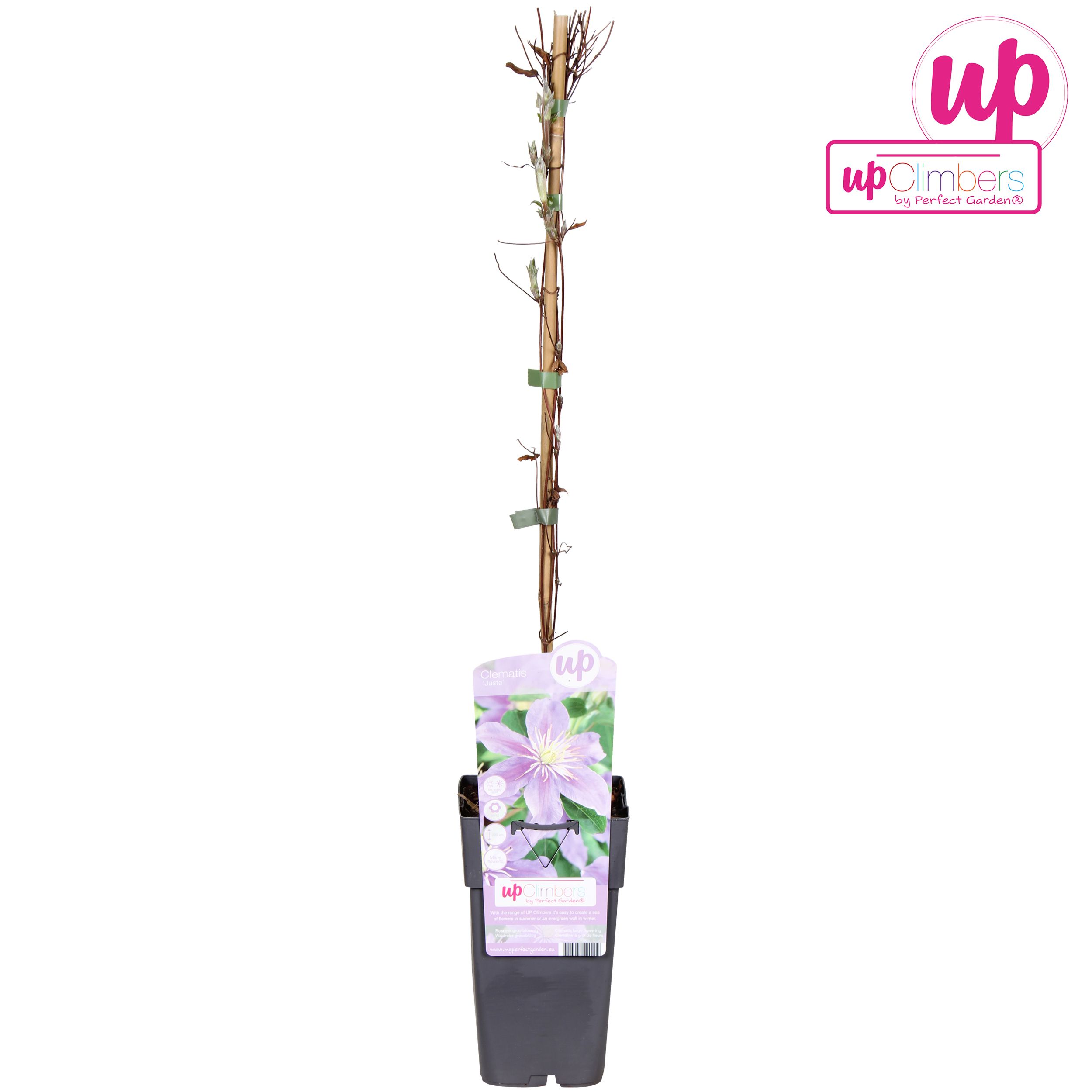 Clematis Justa P15, D 15