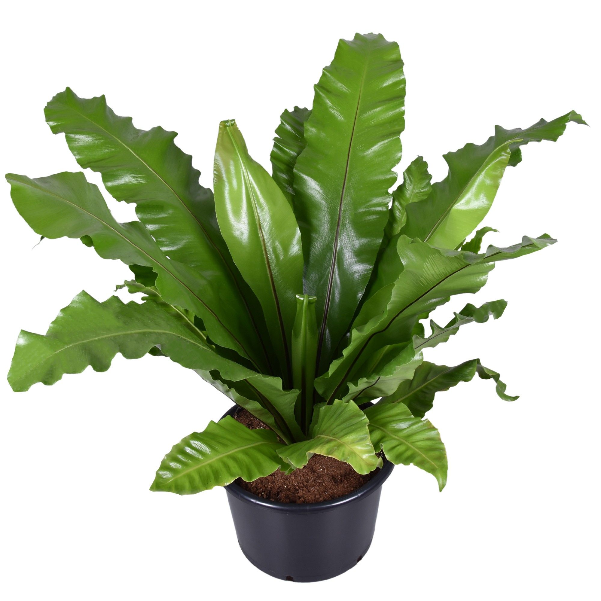 Asplenium nidus, D 37