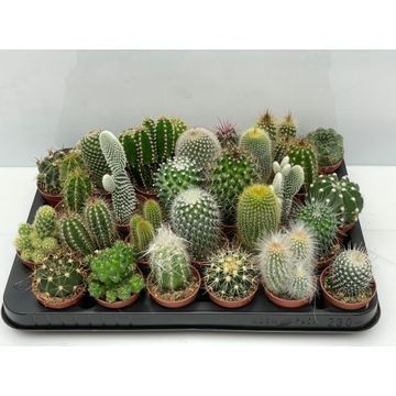 95 Cactus mix 5,5 cm, D 5,5