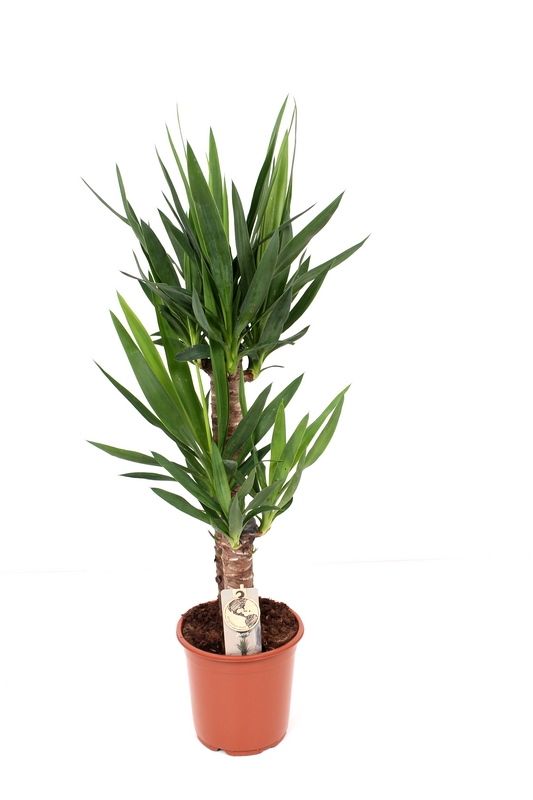 Yucca P21 60-30, D 21