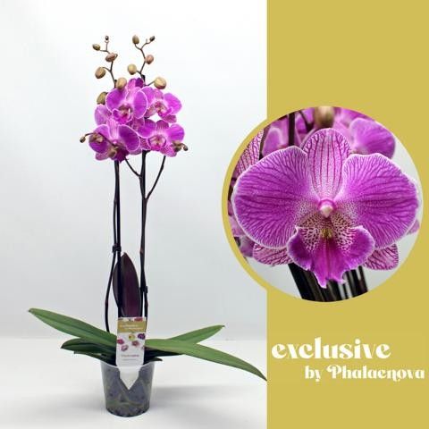 Royal Smile 2-tak 65cm (RIJP), D 12