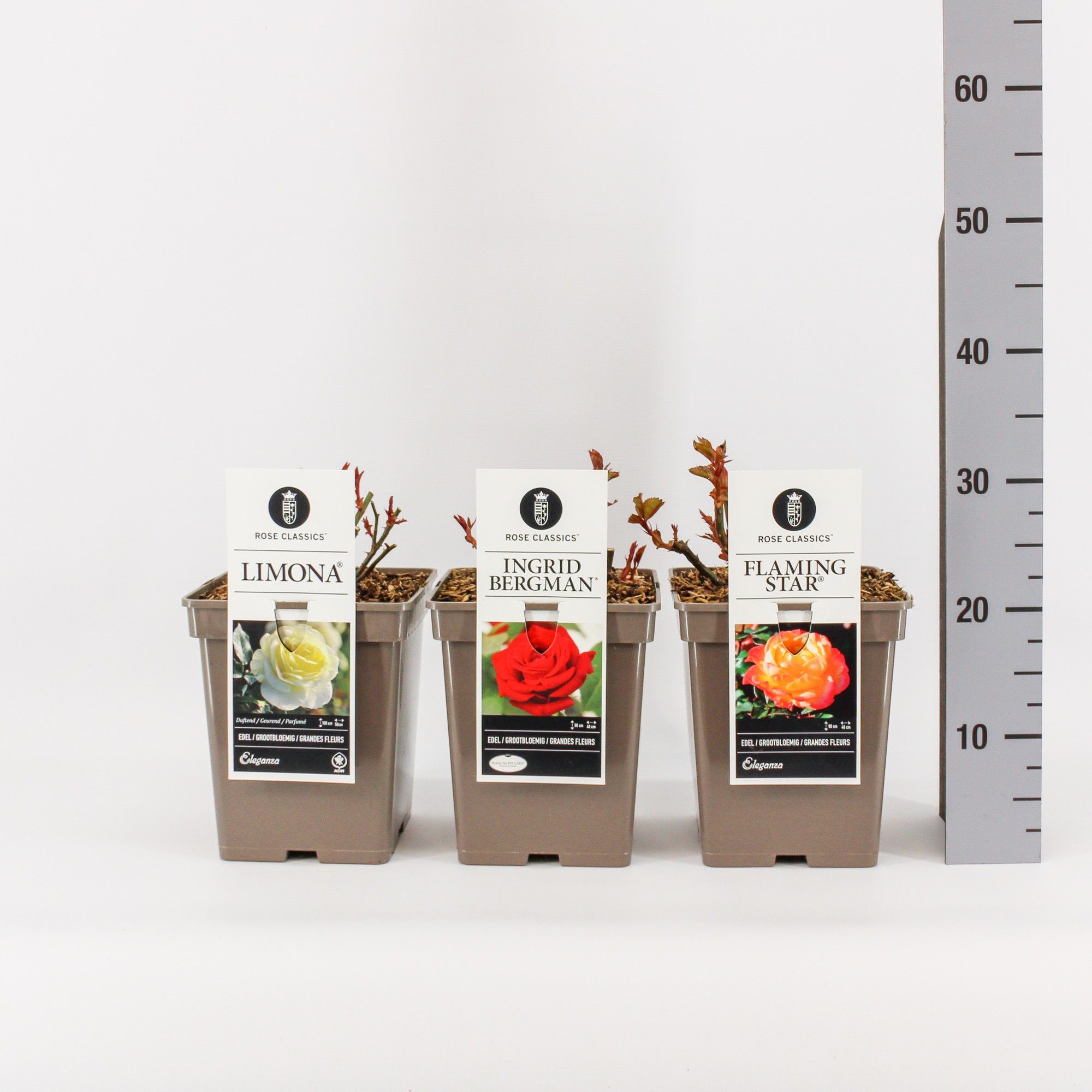 Rose Classics grootbloemig (TH) mix, C5, D 23 cm