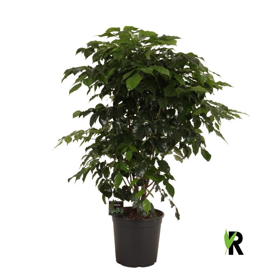 Radermachera Sinica vertakt, D 27