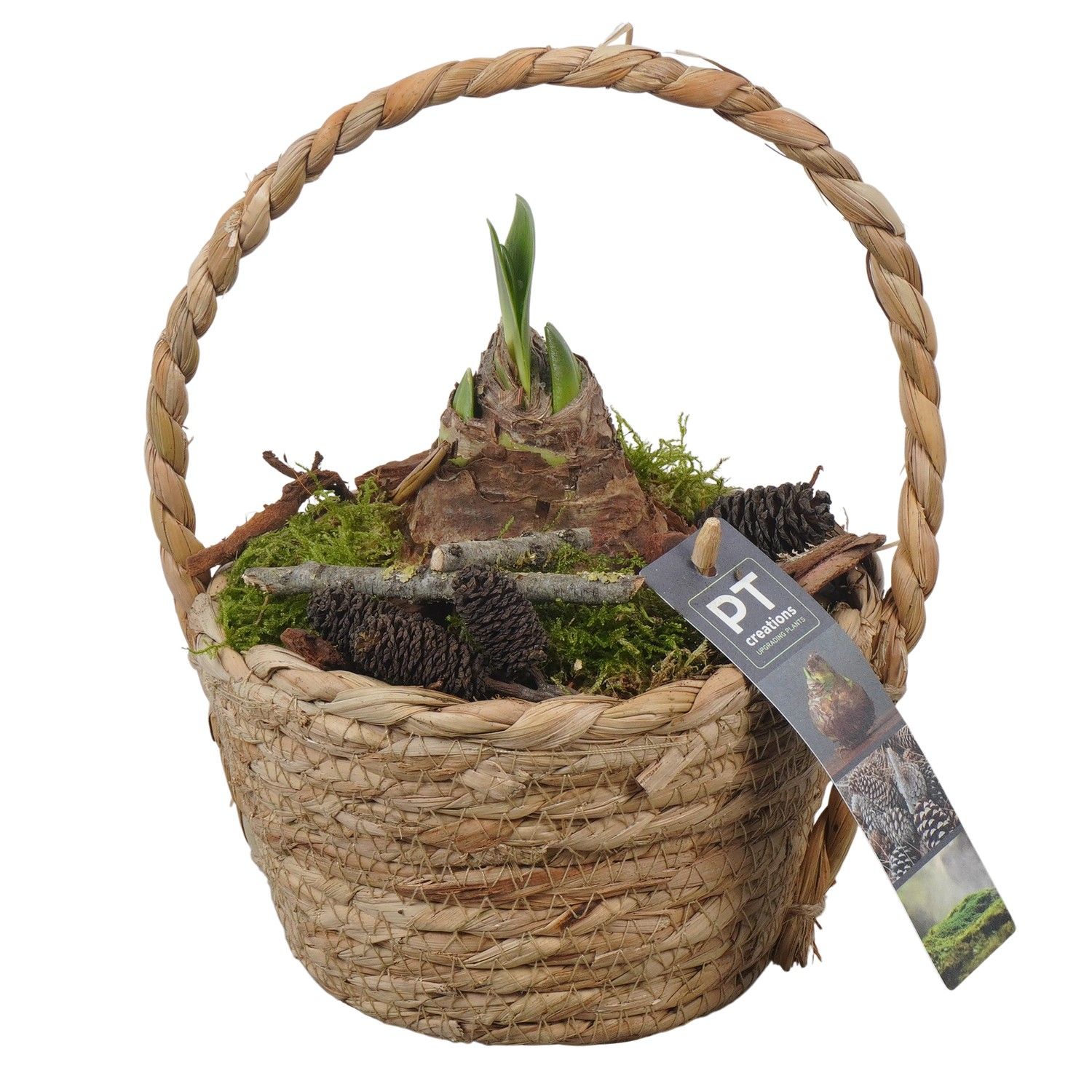 PTAA7549 Arrangement Amaryllis in rieten mand, D 15 cm