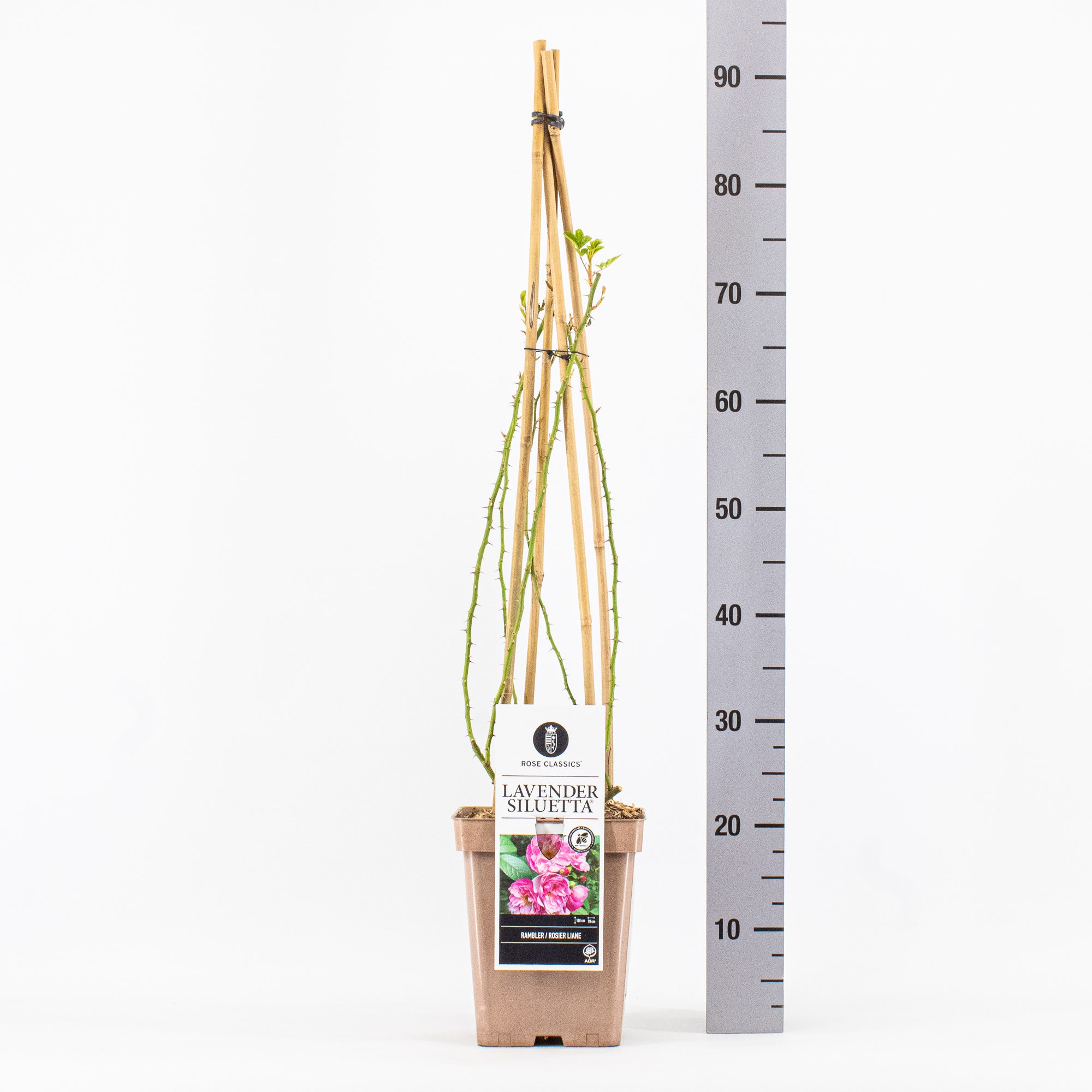 Rosa (Rambler), Lavender Siluetta ®, C5 4 stok 90cm, D 23