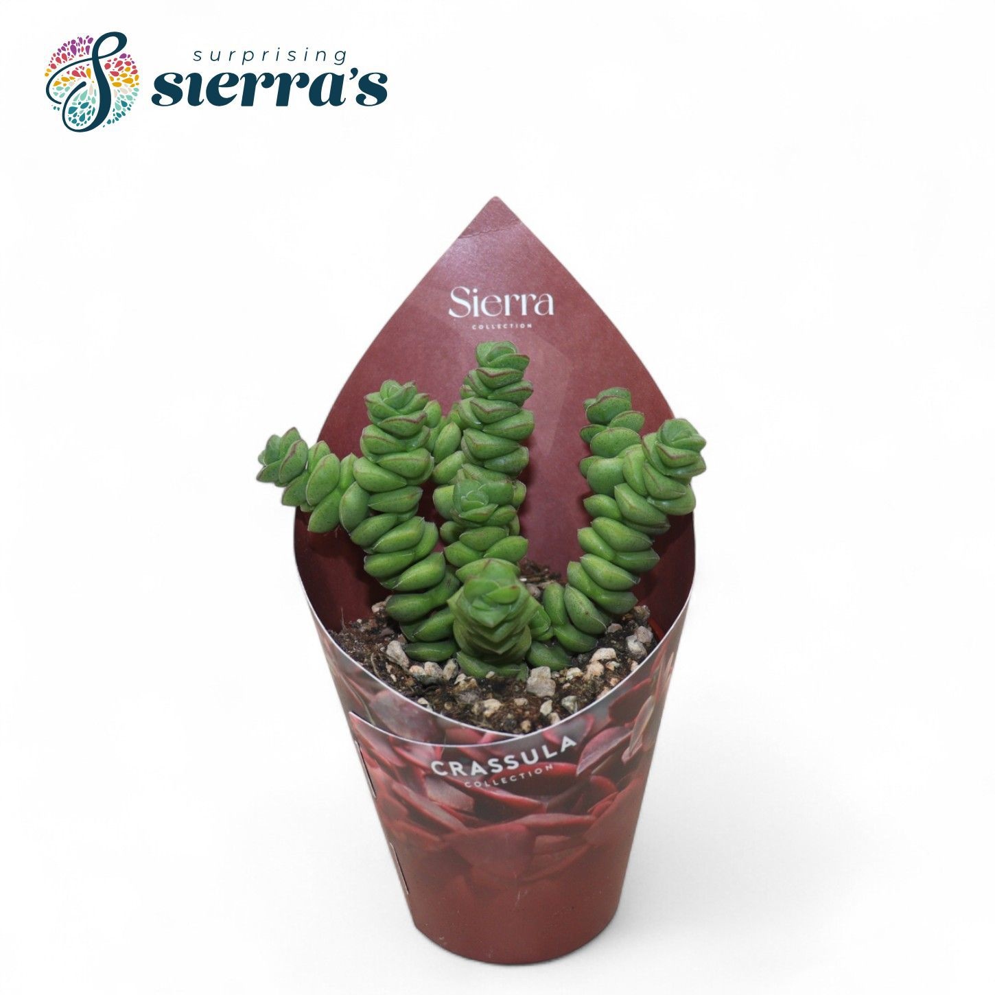 Crassula Marneriana Jade (Sierra), D 8,5