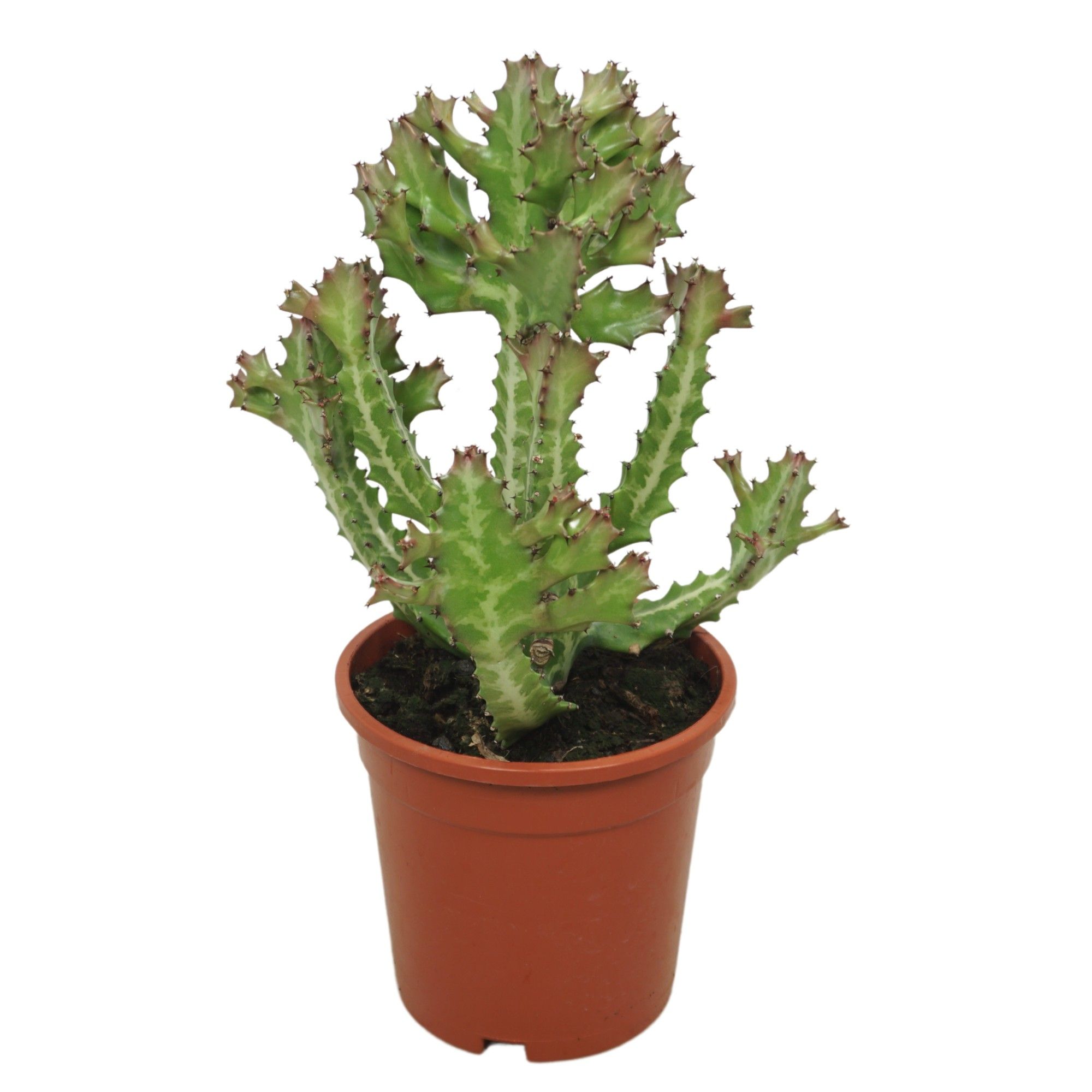 Euphorbia lactea 17 cm, D 17