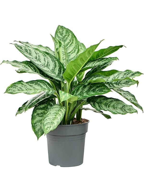 Aglaonema 'Chantal', D 27