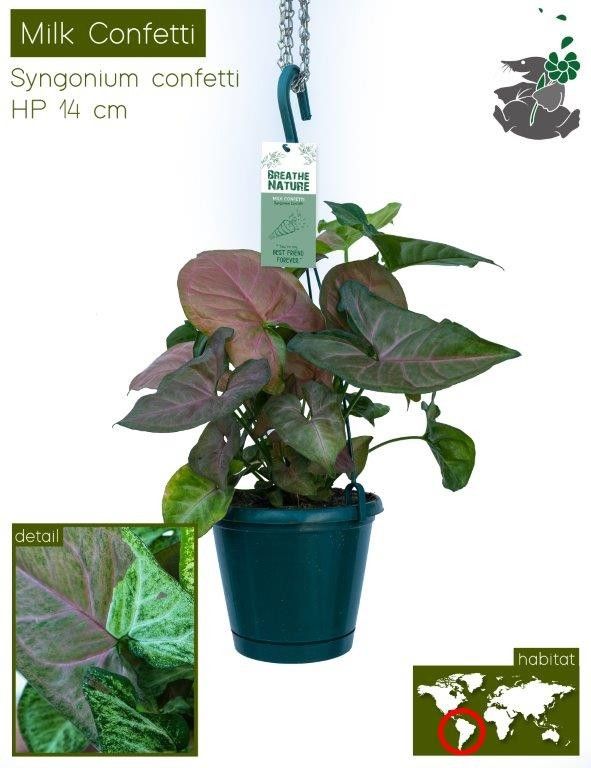 693 FDM : Exotische hangpot 14 cm SYNGONIUM CONFETTI, D 14