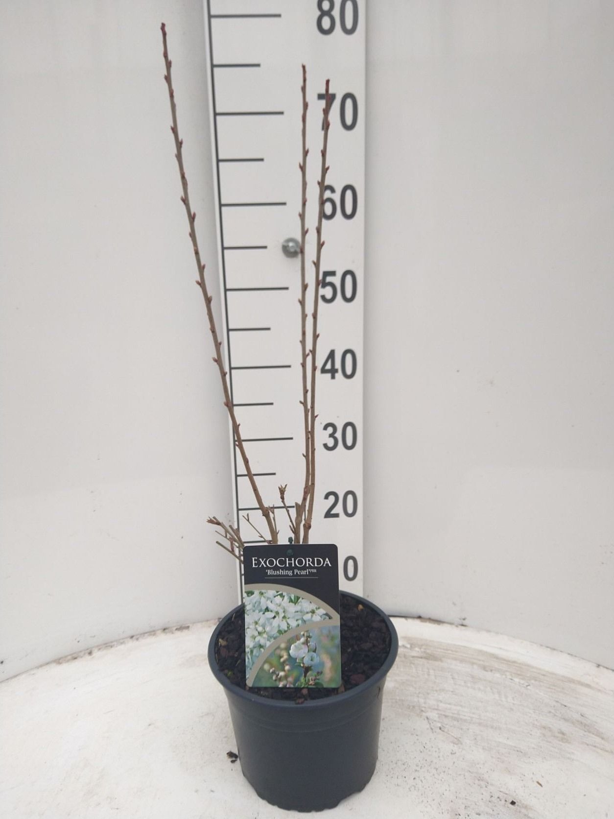 Exochorda Blushing Pearl PBR, D 21