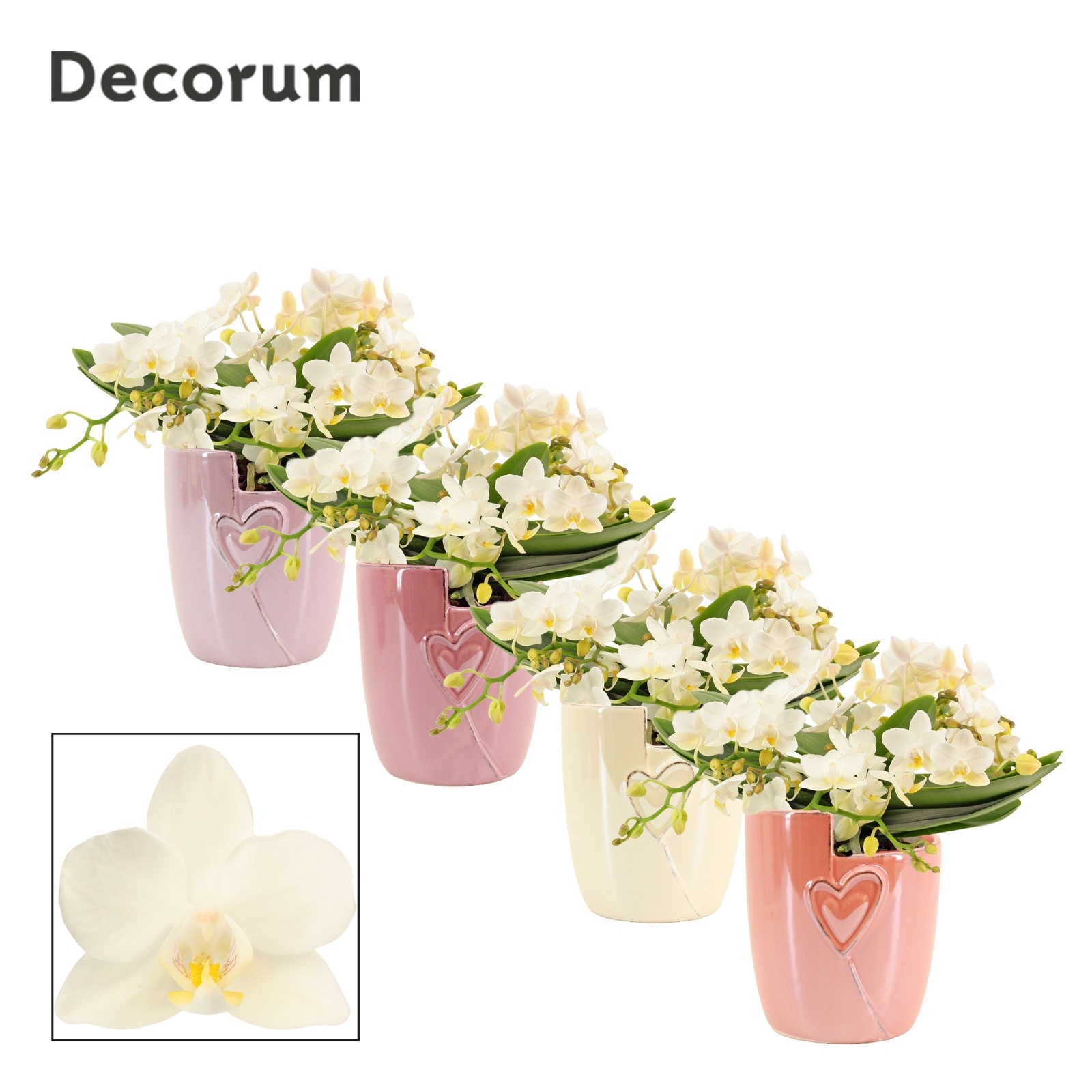 Phalaenopsis table Whitney 4+ tak in Joa (Special moods-collect), D 12