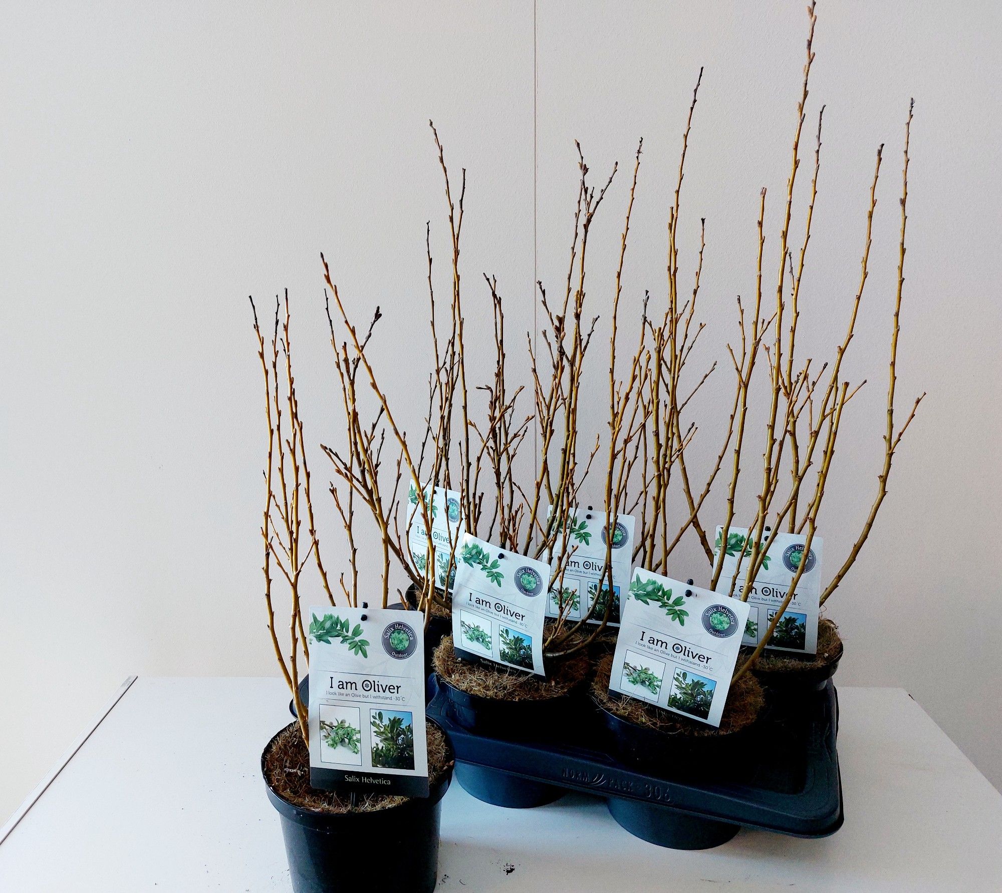 Salix Helvetica bush p17, D 17