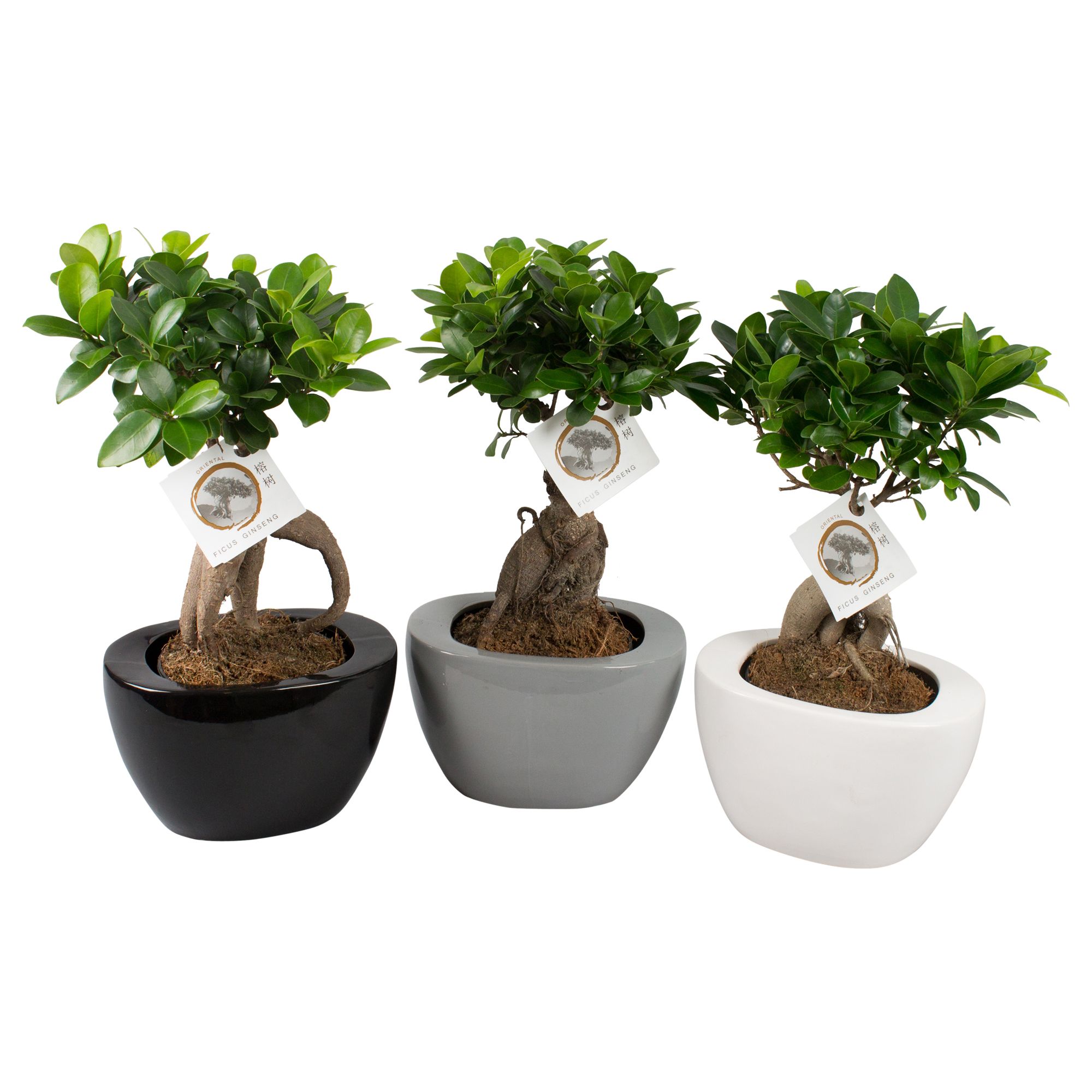 Ficus m. Ginseng pot ø12cm in ø19cm Folded pot colormix, D 19