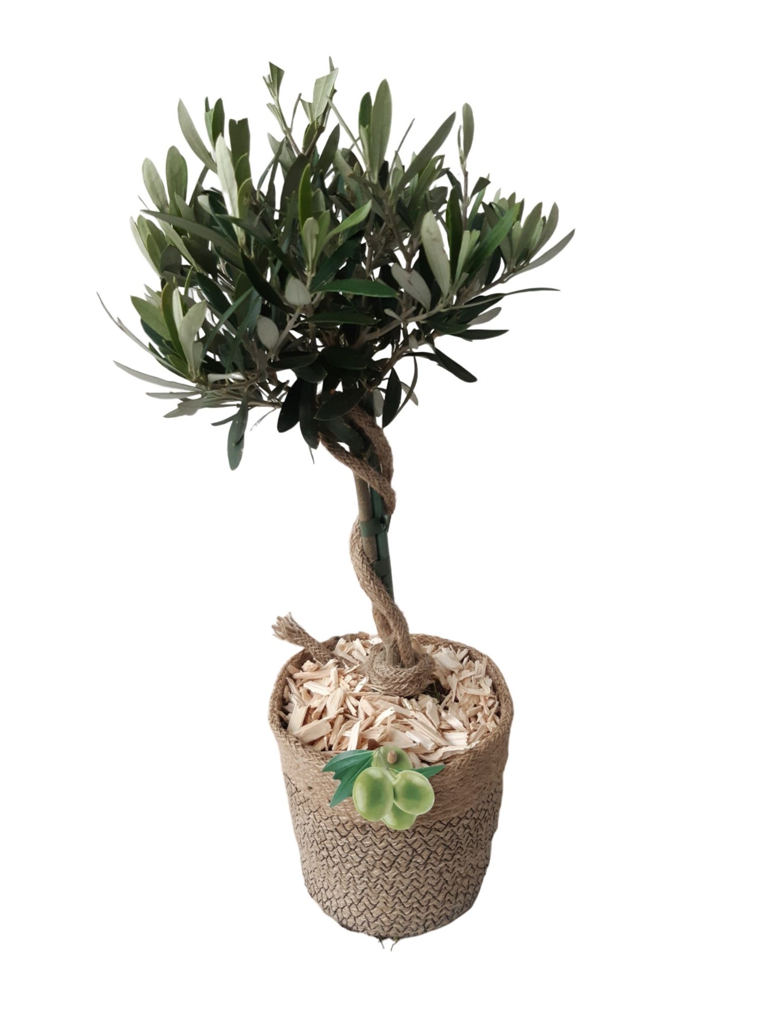 MJ16OC45 Zeegras mand D16 Olea Europaea Stam, D 16 cm