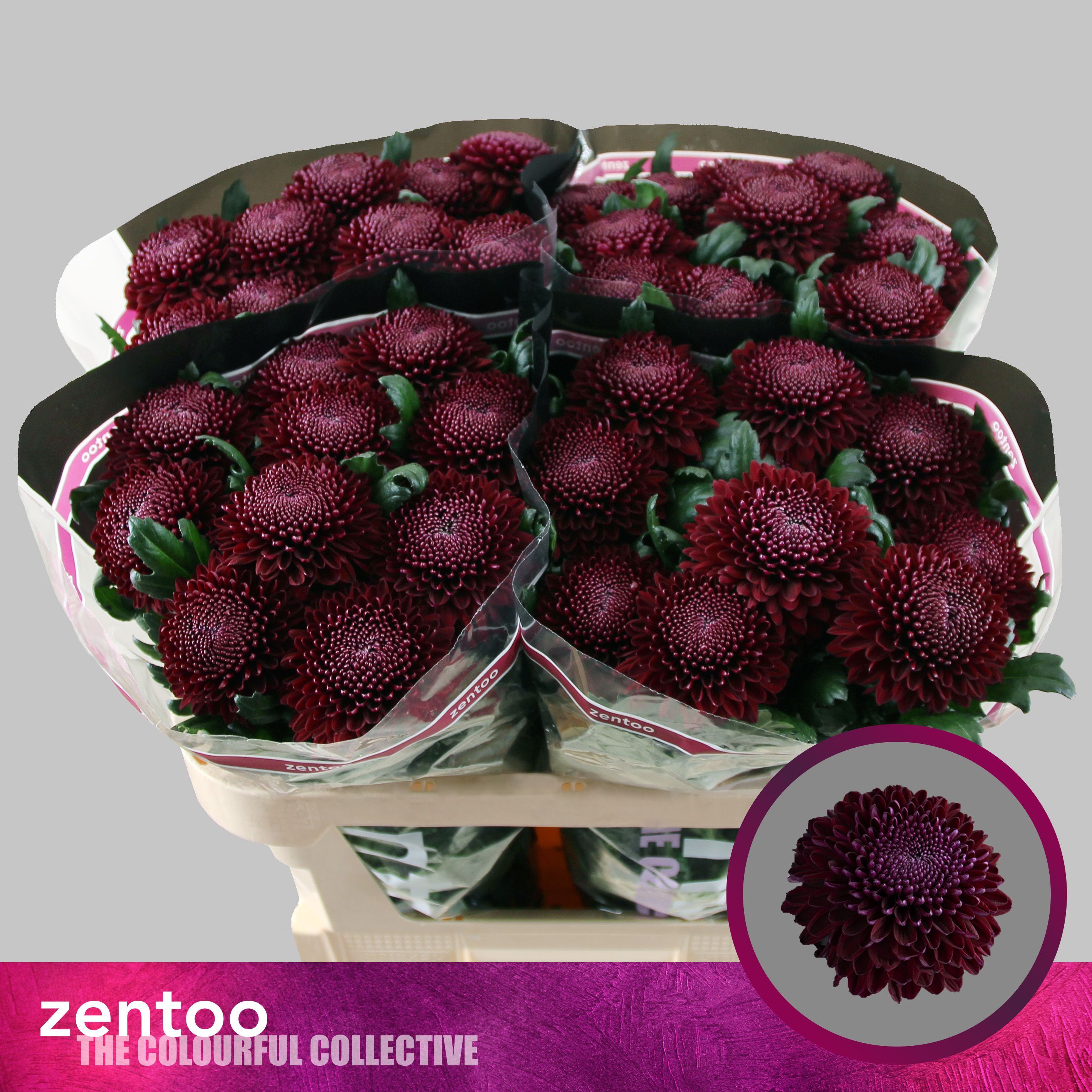 Хризантема од. Покер 70, шт.