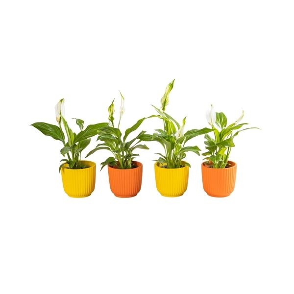 L 65877 with Spathiphyllum 6 cm, D 6 cm L 65877 with Spathiphyllum 6 cm, D 6 cm
