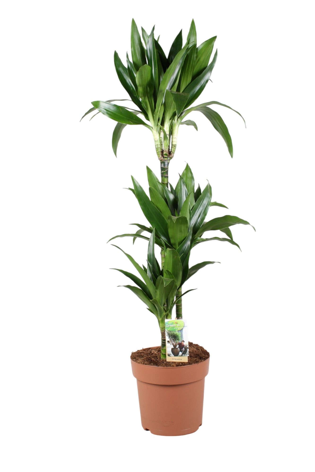 Dracaena Janet Craig 75-35-15, D 24