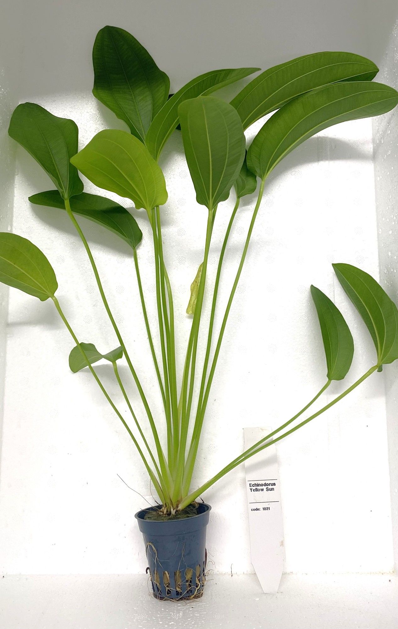 Echinodorus tricolor, D 5