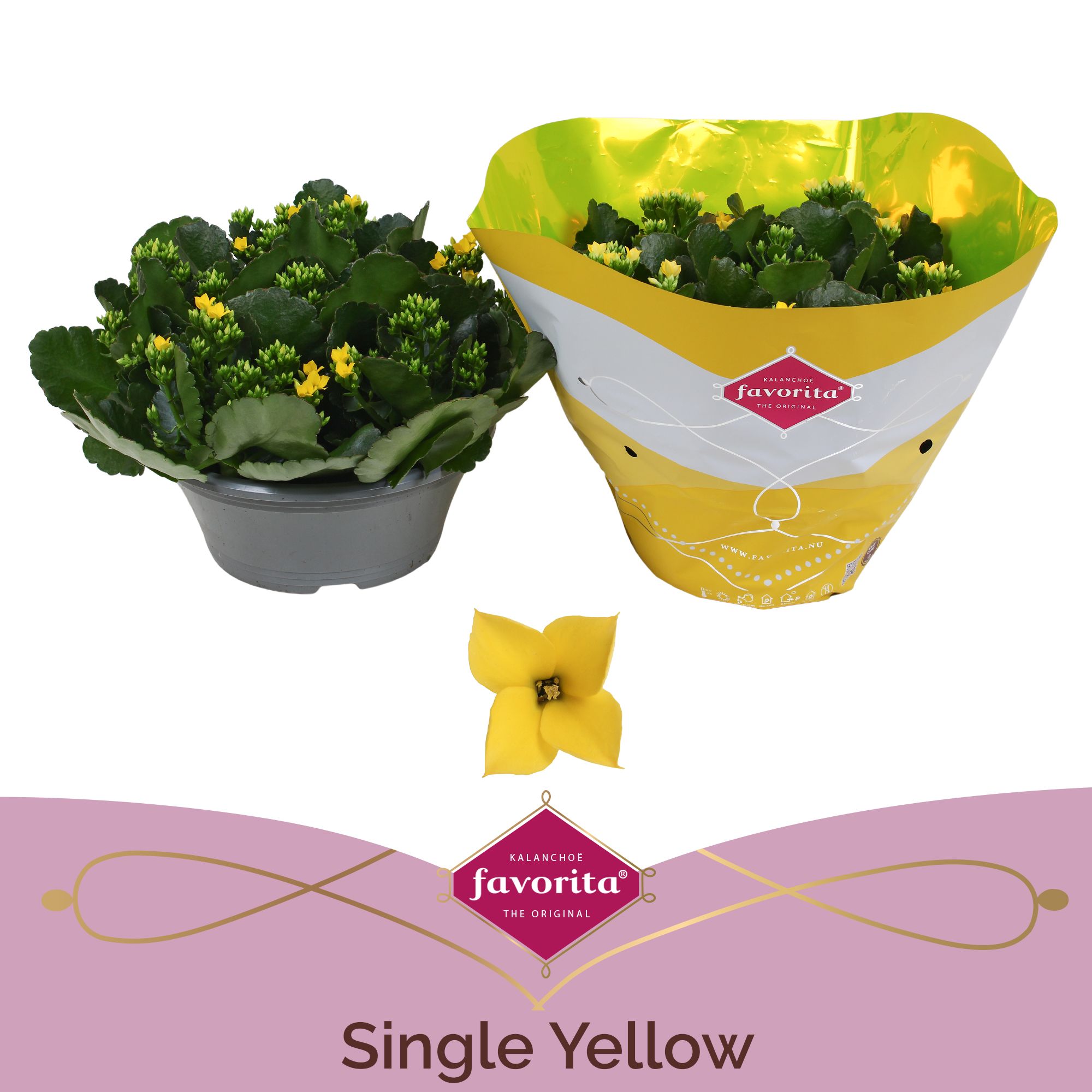 Kalanchoë Single Yellow in SV.COloursleeve, D 23