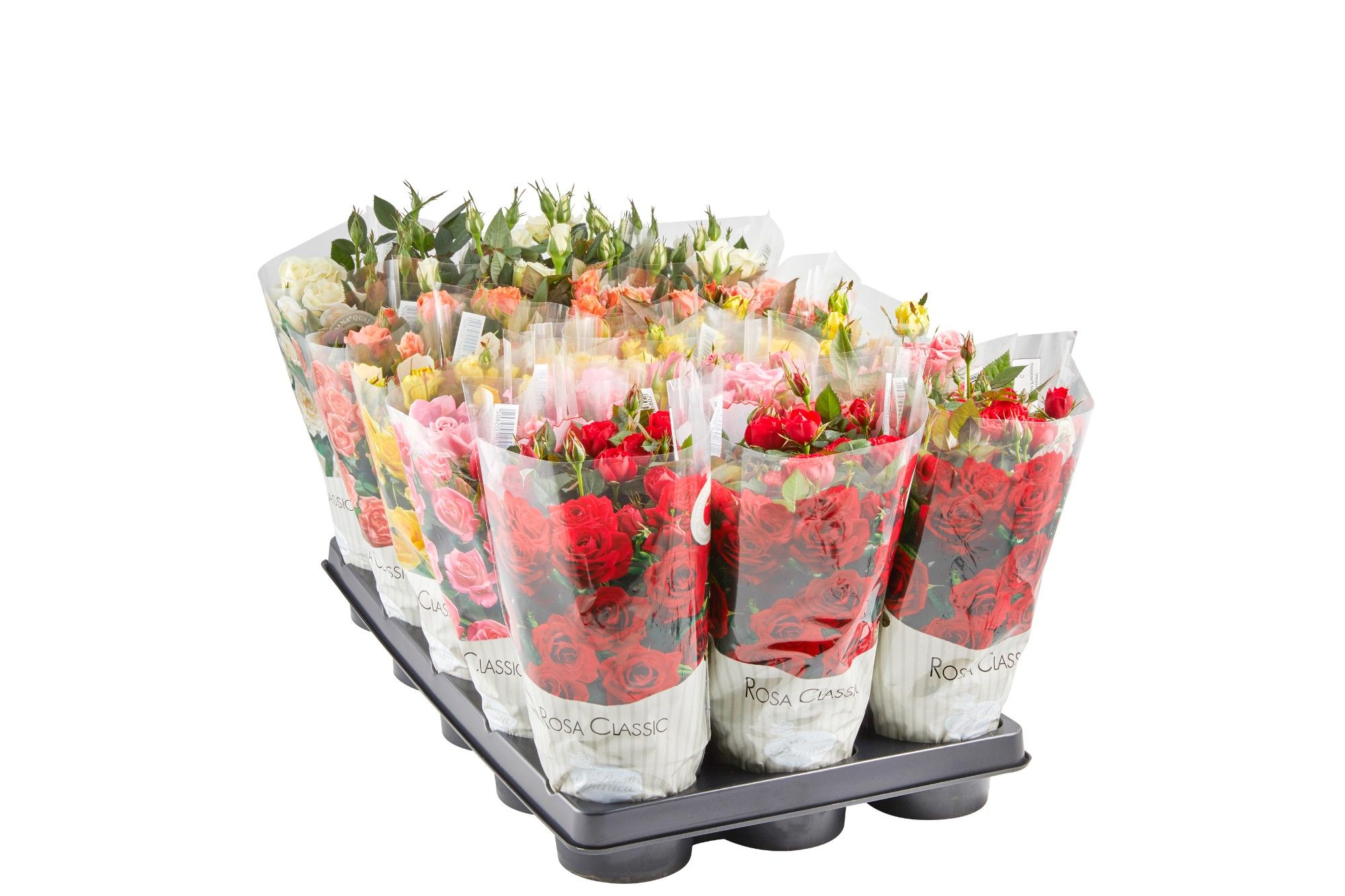 ROSA-HYBRID MINI 'Mix', D 11