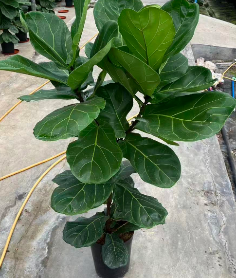 Фикус 230 Краун Фиддле Лиф Фиг 23 110