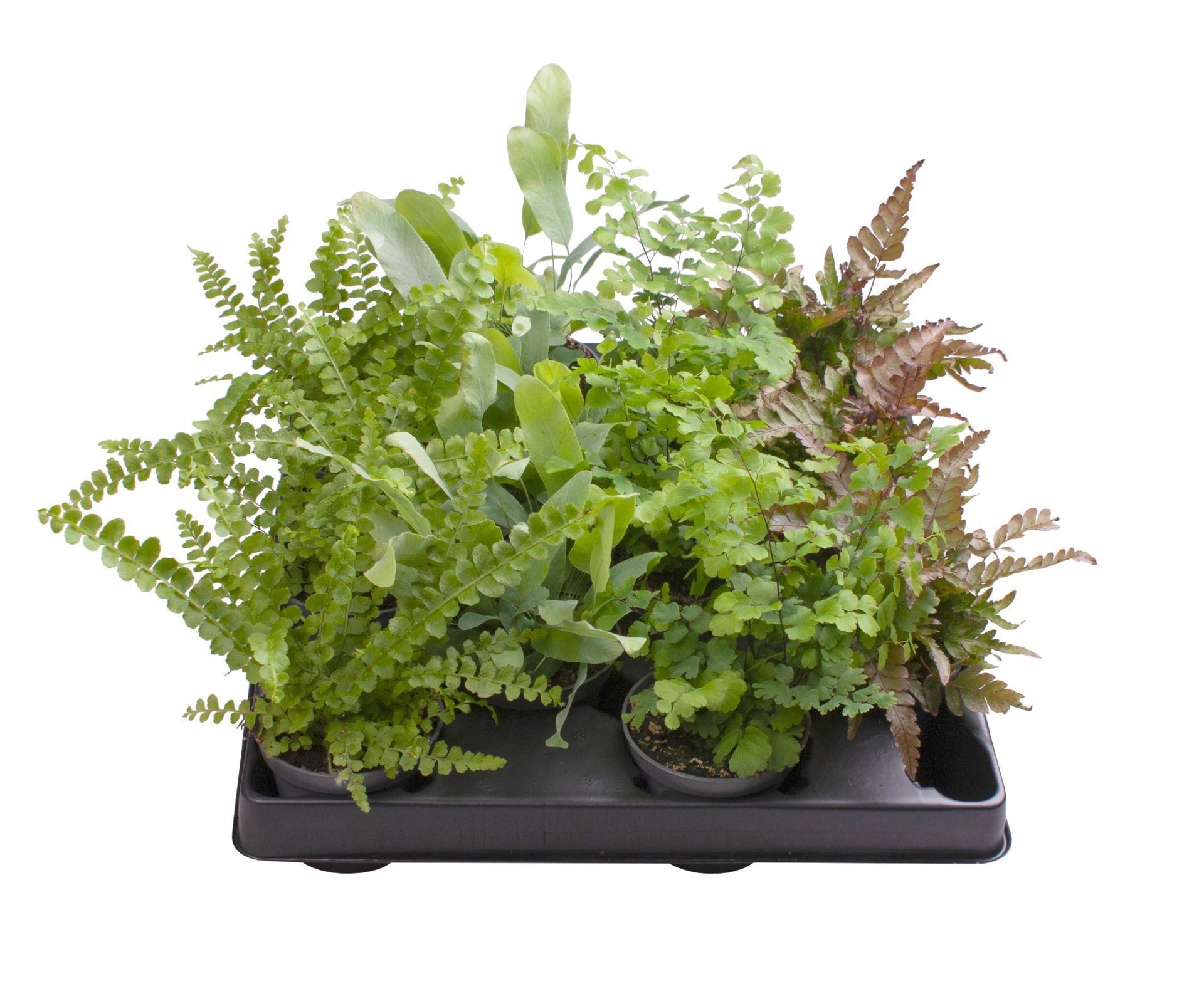 Fern Mix 4 varieties, D 6