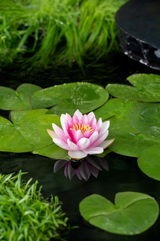 Nymphaea Attraction, D 11