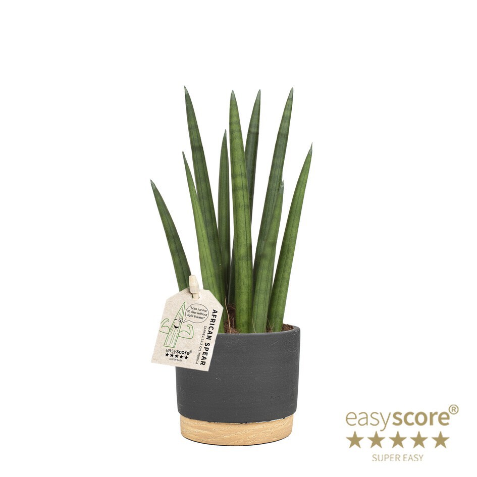 SANSEVIERIA CYLINDRICA 40931590 Woodbase Liq. Rocket, D 10 cm